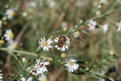 Palpada vinetorum In an overgrown backyard habitat.
https://www.jungledragon.com/image/67799/palpada_vinetorum.html
 Fall,Geotagged,Palpada vinetorum,United States,vinetorum