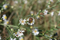 Palpada vinetorum In an overgrown backyard habitat.<br />
https://www.jungledragon.com/image/67799/palpada_vinetorum.html<br />
 Fall,Geotagged,Palpada vinetorum,United States,vinetorum