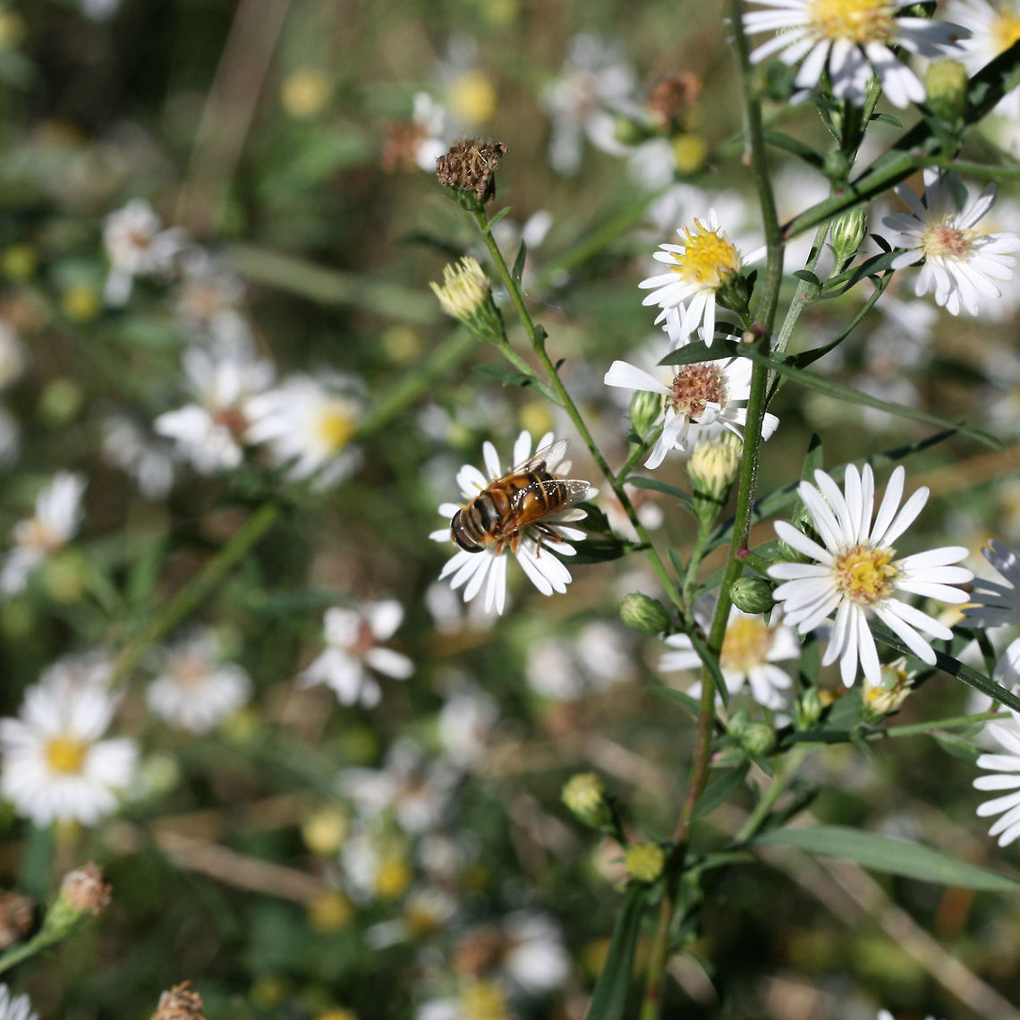 Palpada vinetorum In an overgrown backyard habitat.<br />
<figure class="photo"><a href="https://www.jungledragon.com/image/67798/palpada_vinetorum.html" title="Palpada vinetorum"><img src="https://s3.amazonaws.com/media.jungledragon.com/images/3231/67798_thumb.jpg?AWSAccessKeyId=05GMT0V3GWVNE7GGM1R2&Expires=1769040010&Signature=1UYUjq%2Fxn44HdhejqkEQ9Jh0gB8%3D" width="200" height="134" alt="Palpada vinetorum In an overgrown backyard habitat.<br />
https://www.jungledragon.com/image/67799/palpada_vinetorum.html<br />
 Fall,Geotagged,Palpada vinetorum,United States,vinetorum" /></a></figure> Fall,Geotagged,Palpada vinetorum,United States,vinetorum
