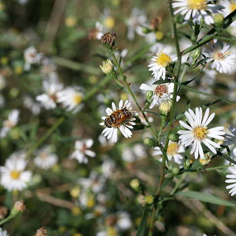 Palpada vinetorum In an overgrown backyard habitat.
https://www.jungledragon.com/image/67798/palpada_vinetorum.html Fall,Geotagged,Palpada vinetorum,United States,vinetorum