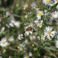 Palpada vinetorum In an overgrown backyard habitat.<br />
https://www.jungledragon.com/image/67798/palpada_vinetorum.html Fall,Geotagged,Palpada vinetorum,United States,vinetorum