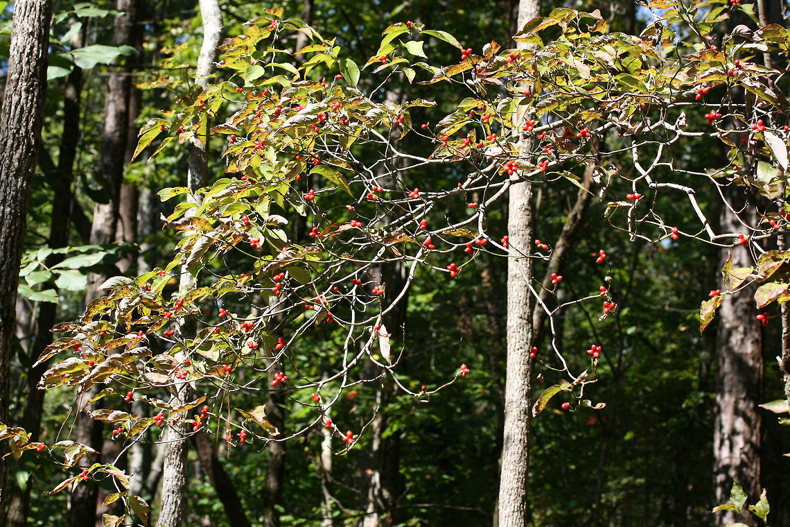 Flowering Dogwood (Cornus florida) - Fruiting At a forest edge.<br />
 Cornus florida,Fall,Flowering dogwood,Geotagged,United States