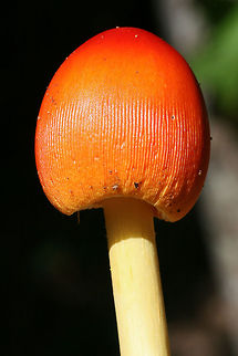 Amanita sect. Caesareae (Amanita sp-S10) Growing at a forest edge.
https://www.jungledragon.com/image/67803/amanita_sect._caesareae.html
https://www.jungledragon.com/image/67802/amanita_sect._caesareae.html Fall,Geotagged,United States