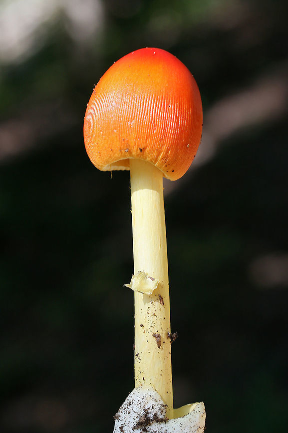 Amanita sect. Caesareae Growing at a forest edge.<br />
<figure class="photo"><a href="https://www.jungledragon.com/image/67803/amanita_sect._caesareae.html" title="Amanita sect. Caesareae"><img src="https://s3.amazonaws.com/media.jungledragon.com/images/3231/67803_thumb.jpg?AWSAccessKeyId=05GMT0V3GWVNE7GGM1R2&Expires=1759968010&Signature=CuIiXfR3RucywS0TKDTNTr2RY7w%3D" width="102" height="152" alt="Amanita sect. Caesareae Growing at a forest edge.<br />
https://www.jungledragon.com/image/67801/amanita_sect._caesareae.html<br />
https://www.jungledragon.com/image/67802/amanita_sect._caesareae.html Amanita sect. Caesareae,Fall,Geotagged,United States" /></a></figure><br />
<figure class="photo"><a href="https://www.jungledragon.com/image/67801/amanita_sect._caesareae_amanita_sp-s10.html" title="Amanita sect. Caesareae (Amanita sp-S10)"><img src="https://s3.amazonaws.com/media.jungledragon.com/images/3231/67801_thumb.jpg?AWSAccessKeyId=05GMT0V3GWVNE7GGM1R2&Expires=1759968010&Signature=X80wne7KrehglqIdr5fMUrtm%2BGM%3D" width="102" height="152" alt="Amanita sect. Caesareae (Amanita sp-S10) Growing at a forest edge.<br />
https://www.jungledragon.com/image/67803/amanita_sect._caesareae.html<br />
https://www.jungledragon.com/image/67802/amanita_sect._caesareae.html Fall,Geotagged,United States" /></a></figure> Fall,Geotagged,United States