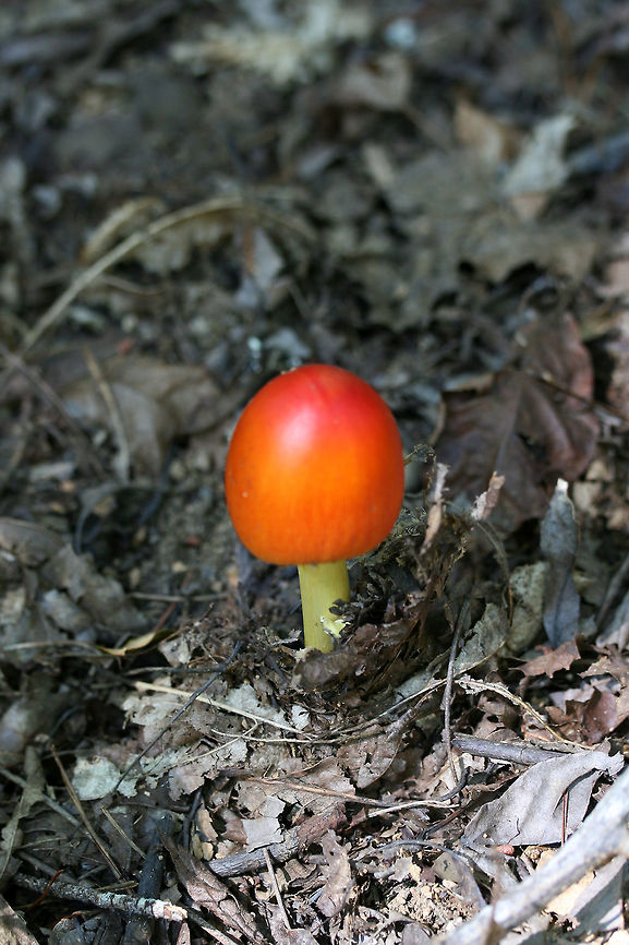 Amanita sect. Caesareae Growing at a forest edge.<br />
<figure class="photo"><a href="https://www.jungledragon.com/image/67801/amanita_sect._caesareae_amanita_sp-s10.html" title="Amanita sect. Caesareae (Amanita sp-S10)"><img src="https://s3.amazonaws.com/media.jungledragon.com/images/3231/67801_thumb.jpg?AWSAccessKeyId=05GMT0V3GWVNE7GGM1R2&Expires=1759968010&Signature=X80wne7KrehglqIdr5fMUrtm%2BGM%3D" width="102" height="152" alt="Amanita sect. Caesareae (Amanita sp-S10) Growing at a forest edge.<br />
https://www.jungledragon.com/image/67803/amanita_sect._caesareae.html<br />
https://www.jungledragon.com/image/67802/amanita_sect._caesareae.html Fall,Geotagged,United States" /></a></figure><br />
<figure class="photo"><a href="https://www.jungledragon.com/image/67802/amanita_sect._caesareae.html" title="Amanita sect. Caesareae"><img src="https://s3.amazonaws.com/media.jungledragon.com/images/3231/67802_thumb.jpg?AWSAccessKeyId=05GMT0V3GWVNE7GGM1R2&Expires=1759968010&Signature=GPqoZP6uNZ7gHeuKR9jYZ3n38ig%3D" width="102" height="152" alt="Amanita sect. Caesareae Growing at a forest edge.<br />
https://www.jungledragon.com/image/67803/amanita_sect._caesareae.html<br />
https://www.jungledragon.com/image/67801/amanita_sect._caesareae.html Fall,Geotagged,United States" /></a></figure> Amanita sect. Caesareae,Fall,Geotagged,United States
