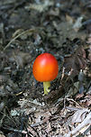 Amanita sect. Caesareae Growing at a forest edge.<br />
https://www.jungledragon.com/image/67801/amanita_sect._caesareae.html<br />
https://www.jungledragon.com/image/67802/amanita_sect._caesareae.html Amanita sect. Caesareae,Fall,Geotagged,United States