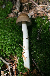 Oakman Ringless Amanita (Amanita oakmanensis) Growing on a ridge side below hickories and oaks (in moss) in a dense mixed hardwood/coniferous forest. Gordon County, GA, US. August 18, 2018.

Zonate cap. Stem hollow. I, unfortunately, made a mess of the bulb when trying to dig it out from deep moss!
Seems like it may be the unknown Amanita I sent off for study in June! https://mushroomobserver.org/320883?q=YFL2
https://www.jungledragon.com/image/67849/amanita_sect._vaginatae.html
https://www.jungledragon.com/image/67848/amanita_sect._vaginatae.html
UPDATE!!!
I'm in a bit of shock right now, but I am having my first mushroom described. There have been happy tears this morning.

Rod Tulloss updated me with the sequencing results this morning (which are, as usual, way above my head):

" A good nrLSU sequence has been derived from the voucher of this observation.
By: R. E. Tulloss (ret)
2019-09-14 11:53:43 CDT (-0400)

The sequence has a small ambiguous region early in the nrLSU sequence and ambiguities are so numerous in the nrITS that I made the decision to only use the “half” of that sequence that connected with the LSU sequence. This is the first case of sequencing this particular species. However, I suspect that all attempts to sequence this mushroom will prove to have difficulties with editing that we experienced in this case.

The species has the initial character segment of nrLSU that determines the “series Penetratrices”. After looking at the images further, I will have another sentences or two. Thank you very much for sending me something puzzling."

" I think that I can’t resist “oakman” in a name. It is totemic.
By: R. E. Tulloss (ret)
2019-09-14 12:05:43 CDT (-0400)

I propose the name Amanita oakmanensis nom. prov.

In a BLAST run against GenBank’s current data set, the closest species is Amanita trygonion with a genetic distance of 1.0% (10 differences out of 974 characters).

http://www.amanitaceae.org?Amanita+trygonion

I swamped right now, but we will aim to create a more than skeletal page at this address:

http://www.amanitaceae.org?Amanita+oakmanensis

After carefully revisiting the cap coloring I think there are two colors. The shadows in the striations give the illusion of a dark zone to the striate region of the cap. I find this is a rather common phemonenon."  Amanita oakmanensis,Geotagged,Summer,United States