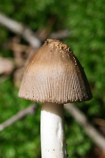 Oakman Ringless Amanita (Amanita oakmanensis) Growing on a ridge side below hickories and oaks (in moss) in a dense mixed hardwood/coniferous forest. Gordon County, GA, US. August 18, 2018.

Zonate cap. Stem hollow. I, unfortunately, made a mess of the bulb when trying to dig it out from deep moss!
Seems like it may be the unknown Amanita I sent off for study in June! https://mushroomobserver.org/320883?q=YFL2
https://www.jungledragon.com/image/67847/amanita_sect._vaginatae.html
https://www.jungledragon.com/image/67849/amanita_sect._vaginatae.html

UPDATE!!!
I'm in a bit of shock right now, but I am having my first mushroom described. There have been happy tears this morning.

Rod Tulloss updated me with the sequencing results this morning (which are, as usual, way above my head):

" A good nrLSU sequence has been derived from the voucher of this observation.
By: R. E. Tulloss (ret)
2019-09-14 11:53:43 CDT (-0400)

The sequence has a small ambiguous region early in the nrLSU sequence and ambiguities are so numerous in the nrITS that I made the decision to only use the “half” of that sequence that connected with the LSU sequence. This is the first case of sequencing this particular species. However, I suspect that all attempts to sequence this mushroom will prove to have difficulties with editing that we experienced in this case.

The species has the initial character segment of nrLSU that determines the “series Penetratrices”. After looking at the images further, I will have another sentences or two. Thank you very much for sending me something puzzling."

" I think that I can’t resist “oakman” in a name. It is totemic.
By: R. E. Tulloss (ret)
2019-09-14 12:05:43 CDT (-0400)

I propose the name Amanita oakmanensis nom. prov.

In a BLAST run against GenBank’s current data set, the closest species is Amanita trygonion with a genetic distance of 1.0% (10 differences out of 974 characters).

http://www.amanitaceae.org?Amanita+trygonion

I swamped right now, but we will aim to create a more than skeletal page at this address:

http://www.amanitaceae.org?Amanita+oakmanensis

After carefully revisiting the cap coloring I think there are two colors. The shadows in the striations give the illusion of a dark zone to the striate region of the cap. I find this is a rather common phemonenon." Amanita oakmanensis,Geotagged,Summer,United States