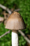 Oakman Ringless Amanita (Amanita oakmanensis) Growing on a ridge side below hickories and oaks (in moss) in a dense mixed hardwood/coniferous forest. Gordon County, GA, US. August 18, 2018.<br />
<br />
Zonate cap. Stem hollow. I, unfortunately, made a mess of the bulb when trying to dig it out from deep moss!<br />
Seems like it may be the unknown Amanita I sent off for study in June! https://mushroomobserver.org/320883?q=YFL2<br />
https://www.jungledragon.com/image/67847/amanita_sect._vaginatae.html<br />
https://www.jungledragon.com/image/67849/amanita_sect._vaginatae.html<br />
<br />
UPDATE!!!<br />
I'm in a bit of shock right now, but I am having my first mushroom described. There have been happy tears this morning.<br />
<br />
Rod Tulloss updated me with the sequencing results this morning (which are, as usual, way above my head):<br />
<br />
" A good nrLSU sequence has been derived from the voucher of this observation.<br />
By: R. E. Tulloss (ret)<br />
2019-09-14 11:53:43 CDT (-0400)<br />
<br />
The sequence has a small ambiguous region early in the nrLSU sequence and ambiguities are so numerous in the nrITS that I made the decision to only use the &ldquo;half&rdquo; of that sequence that connected with the LSU sequence. This is the first case of sequencing this particular species. However, I suspect that all attempts to sequence this mushroom will prove to have difficulties with editing that we experienced in this case.<br />
<br />
The species has the initial character segment of nrLSU that determines the &ldquo;series Penetratrices&rdquo;. After looking at the images further, I will have another sentences or two. Thank you very much for sending me something puzzling."<br />
<br />
" I think that I can&rsquo;t resist &ldquo;oakman&rdquo; in a name. It is totemic.<br />
By: R. E. Tulloss (ret)<br />
2019-09-14 12:05:43 CDT (-0400)<br />
<br />
I propose the name Amanita oakmanensis nom. prov.<br />
<br />
In a BLAST run against GenBank&rsquo;s current data set, the closest species is Amanita trygonion with a genetic distance of 1.0% (10 differences out of 974 characters).<br />
<br />
http://www.amanitaceae.org?Amanita+trygonion<br />
<br />
I swamped right now, but we will aim to create a more than skeletal page at this address:<br />
<br />
http://www.amanitaceae.org?Amanita+oakmanensis<br />
<br />
After carefully revisiting the cap coloring I think there are two colors. The shadows in the striations give the illusion of a dark zone to the striate region of the cap. I find this is a rather common phemonenon." Amanita oakmanensis,Geotagged,Summer,United States
