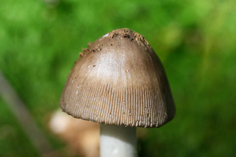 Oakman Ringless Amanita (Amanita oakmanensis) Growing on a ridge side below hickories and oaks (in moss) in a dense mixed hardwood/coniferous forest. Gordon County, GA, US. August 18, 2018.

Zonate cap. Stem hollow. I, unfortunately, made a mess of the bulb when trying to dig it out from deep moss!
Seems like it may be the unknown Amanita I sent off for study in June! https://mushroomobserver.org/320883?q=YFL2
https://www.jungledragon.com/image/67847/amanita_sect._vaginatae.html
https://www.jungledragon.com/image/67848/amanita_sect._vaginatae.html
UPDATE!!!
I'm in a bit of shock right now, but I am having my first mushroom described. There have been happy tears this morning.

Rod Tulloss updated me with the sequencing results this morning (which are, as usual, way above my head):

" A good nrLSU sequence has been derived from the voucher of this observation.
By: R. E. Tulloss (ret)
2019-09-14 11:53:43 CDT (-0400)

The sequence has a small ambiguous region early in the nrLSU sequence and ambiguities are so numerous in the nrITS that I made the decision to only use the “half” of that sequence that connected with the LSU sequence. This is the first case of sequencing this particular species. However, I suspect that all attempts to sequence this mushroom will prove to have difficulties with editing that we experienced in this case.

The species has the initial character segment of nrLSU that determines the “series Penetratrices”. After looking at the images further, I will have another sentences or two. Thank you very much for sending me something puzzling."

" I think that I can’t resist “oakman” in a name. It is totemic.
By: R. E. Tulloss (ret)
2019-09-14 12:05:43 CDT (-0400)

I propose the name Amanita oakmanensis nom. prov.

In a BLAST run against GenBank’s current data set, the closest species is Amanita trygonion with a genetic distance of 1.0% (10 differences out of 974 characters).

http://www.amanitaceae.org?Amanita+trygonion

I swamped right now, but we will aim to create a more than skeletal page at this address:

http://www.amanitaceae.org?Amanita+oakmanensis

After carefully revisiting the cap coloring I think there are two colors. The shadows in the striations give the illusion of a dark zone to the striate region of the cap. I find this is a rather common phemonenon."  Amanita oakmanensis,Geotagged,Summer,United States
