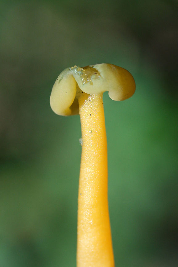 Jelly Baby (Leotia lubrica) On a ridgeside in a dense mixed hardwood/coniferous forest.<br />
 Geotagged,Jelly baby,Leotia lubrica,Summer,United States