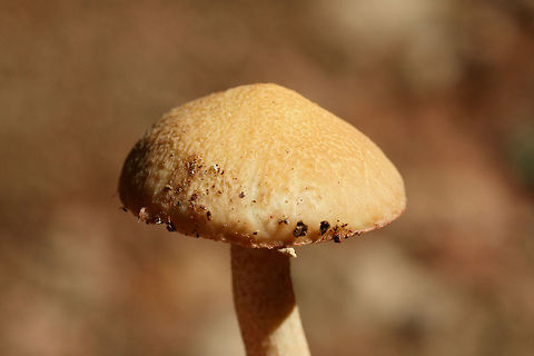 Suillus hirtellus Growing beneath pines in a dense mixed hardwood/coniferous forest.
https://www.jungledragon.com/image/67852/weeping_bolete_suillus_granulatus.html Geotagged,Suillus granulatus,Suillus hirtellus,Summer,United States,Weeping bolete
