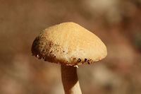 Suillus hirtellus Growing beneath pines in a dense mixed hardwood/coniferous forest.<br />
https://www.jungledragon.com/image/67852/weeping_bolete_suillus_granulatus.html Geotagged,Suillus granulatus,Suillus hirtellus,Summer,United States,Weeping bolete