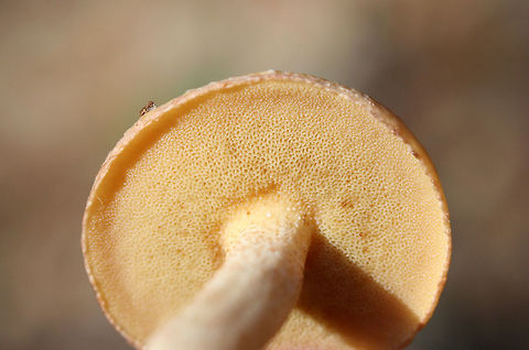 Suillus hirtellus Growing beneath pines in a dense mixed hardwood/coniferous forest. Has a white exudate on the stem apex.
https://www.jungledragon.com/image/67851/weeping_bolete_suillus_granulatus.html Geotagged,Suillus granulatus,Suillus hirtellus,Summer,United States,Weeping bolete