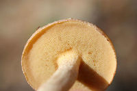 Suillus hirtellus Growing beneath pines in a dense mixed hardwood/coniferous forest. Has a white exudate on the stem apex.<br />
https://www.jungledragon.com/image/67851/weeping_bolete_suillus_granulatus.html Geotagged,Suillus granulatus,Suillus hirtellus,Summer,United States,Weeping bolete