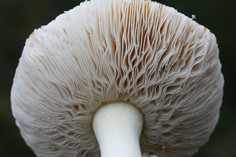 Peach-Colored Fly Agaric (Amanita persicina) Growing in a forested area in Floyd County, GA, US.
https://www.jungledragon.com/image/67856/peach-colored_fly_agaric_amanita_persicina.html
https://www.jungledragon.com/image/67857/peach-colored_fly_agaric_amanita_persicina.html
https://www.jungledragon.com/image/67858/peach-colored_fly_agaric_amanita_persicina.html Amanita persicina,Fall,Geotagged,Peach-Colored Fly Agaric,United States