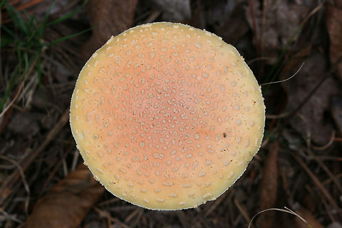 Peach-Colored Fly Agaric (Amanita persicina) Growing in a forested area in Floyd County, GA, US.
https://www.jungledragon.com/image/67855/peach-colored_fly_agaric_amanita_persicina.html
https://www.jungledragon.com/image/67857/peach-colored_fly_agaric_amanita_persicina.html
https://www.jungledragon.com/image/67858/peach-colored_fly_agaric_amanita_persicina.html Amanita persicina,Fall,Geotagged,Peach-Colored Fly Agaric,United States