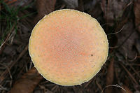 Peach-Colored Fly Agaric (Amanita persicina) Growing in a forested area in Floyd County, GA, US.<br />
https://www.jungledragon.com/image/67855/peach-colored_fly_agaric_amanita_persicina.html<br />
https://www.jungledragon.com/image/67857/peach-colored_fly_agaric_amanita_persicina.html<br />
https://www.jungledragon.com/image/67858/peach-colored_fly_agaric_amanita_persicina.html Amanita persicina,Fall,Geotagged,Peach-Colored Fly Agaric,United States