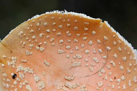 Peach-Colored Fly Agaric (Amanita persicina) Growing in a forested area in Floyd County, GA, US.
https://www.jungledragon.com/image/67855/peach-colored_fly_agaric_amanita_persicina.html
https://www.jungledragon.com/image/67856/peach-colored_fly_agaric_amanita_persicina.html
https://www.jungledragon.com/image/67858/peach-colored_fly_agaric_amanita_persicina.html Amanita persicina,Fall,Geotagged,Peach-Colored Fly Agaric,United States