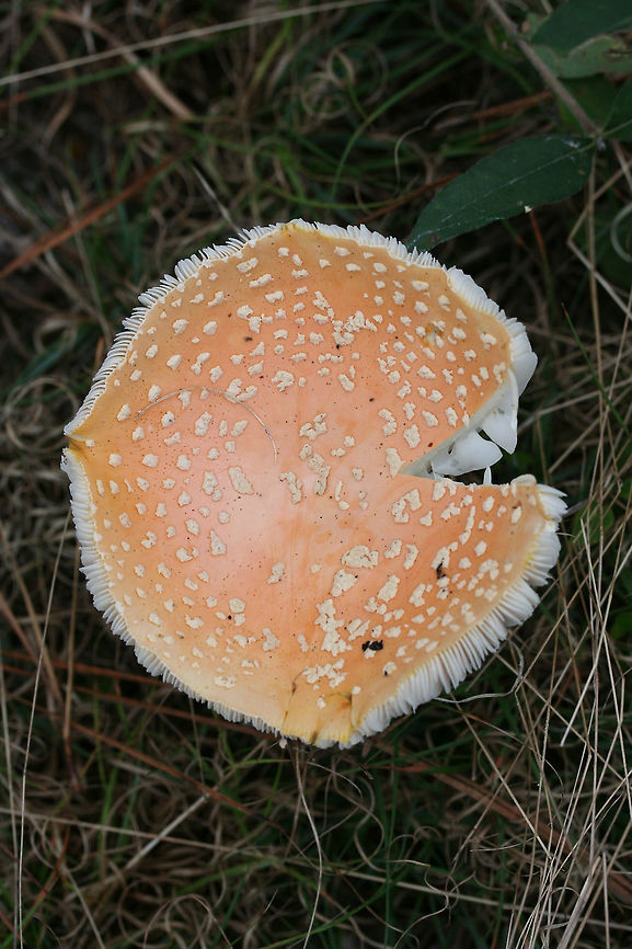 Peach-Colored Fly Agaric (Amanita persicina) Growing in a forested area in Floyd County, GA, US.<br />
<figure class="photo"><a href="https://www.jungledragon.com/image/67855/peach-colored_fly_agaric_amanita_persicina.html" title="Peach-Colored Fly Agaric (Amanita persicina)"><img src="https://s3.amazonaws.com/media.jungledragon.com/images/3231/67855_thumb.jpg?AWSAccessKeyId=05GMT0V3GWVNE7GGM1R2&Expires=1759968010&Signature=Pugcw%2BBgewdzicWw9%2FHg4OhYFeU%3D" width="200" height="134" alt="Peach-Colored Fly Agaric (Amanita persicina) Growing in a forested area in Floyd County, GA, US.<br />
https://www.jungledragon.com/image/67856/peach-colored_fly_agaric_amanita_persicina.html<br />
https://www.jungledragon.com/image/67857/peach-colored_fly_agaric_amanita_persicina.html<br />
https://www.jungledragon.com/image/67858/peach-colored_fly_agaric_amanita_persicina.html Amanita persicina,Fall,Geotagged,Peach-Colored Fly Agaric,United States" /></a></figure><br />
<figure class="photo"><a href="https://www.jungledragon.com/image/67857/peach-colored_fly_agaric_amanita_persicina.html" title="Peach-Colored Fly Agaric (Amanita persicina)"><img src="https://s3.amazonaws.com/media.jungledragon.com/images/3231/67857_thumb.jpg?AWSAccessKeyId=05GMT0V3GWVNE7GGM1R2&Expires=1759968010&Signature=7apvQwqgq%2FMk3x7nLf5xO%2FGcFIY%3D" width="200" height="134" alt="Peach-Colored Fly Agaric (Amanita persicina) Growing in a forested area in Floyd County, GA, US.<br />
https://www.jungledragon.com/image/67855/peach-colored_fly_agaric_amanita_persicina.html<br />
https://www.jungledragon.com/image/67856/peach-colored_fly_agaric_amanita_persicina.html<br />
https://www.jungledragon.com/image/67858/peach-colored_fly_agaric_amanita_persicina.html Amanita persicina,Fall,Geotagged,Peach-Colored Fly Agaric,United States" /></a></figure><br />
<figure class="photo"><a href="https://www.jungledragon.com/image/67856/peach-colored_fly_agaric_amanita_persicina.html" title="Peach-Colored Fly Agaric (Amanita persicina)"><img src="https://s3.amazonaws.com/media.jungledragon.com/images/3231/67856_thumb.jpg?AWSAccessKeyId=05GMT0V3GWVNE7GGM1R2&Expires=1759968010&Signature=SU03v8sTPvGLaZXw0AuewJxsRzI%3D" width="200" height="134" alt="Peach-Colored Fly Agaric (Amanita persicina) Growing in a forested area in Floyd County, GA, US.<br />
https://www.jungledragon.com/image/67855/peach-colored_fly_agaric_amanita_persicina.html<br />
https://www.jungledragon.com/image/67857/peach-colored_fly_agaric_amanita_persicina.html<br />
https://www.jungledragon.com/image/67858/peach-colored_fly_agaric_amanita_persicina.html Amanita persicina,Fall,Geotagged,Peach-Colored Fly Agaric,United States" /></a></figure> Amanita persicina,Fall,Geotagged,Peach-Colored Fly Agaric,United States