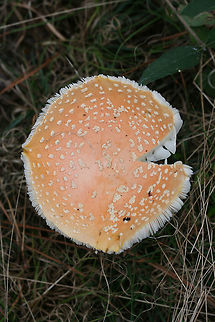 Peach-Colored Fly Agaric (Amanita persicina) Growing in a forested area in Floyd County, GA, US.
https://www.jungledragon.com/image/67855/peach-colored_fly_agaric_amanita_persicina.html
https://www.jungledragon.com/image/67857/peach-colored_fly_agaric_amanita_persicina.html
https://www.jungledragon.com/image/67856/peach-colored_fly_agaric_amanita_persicina.html Amanita persicina,Fall,Geotagged,Peach-Colored Fly Agaric,United States