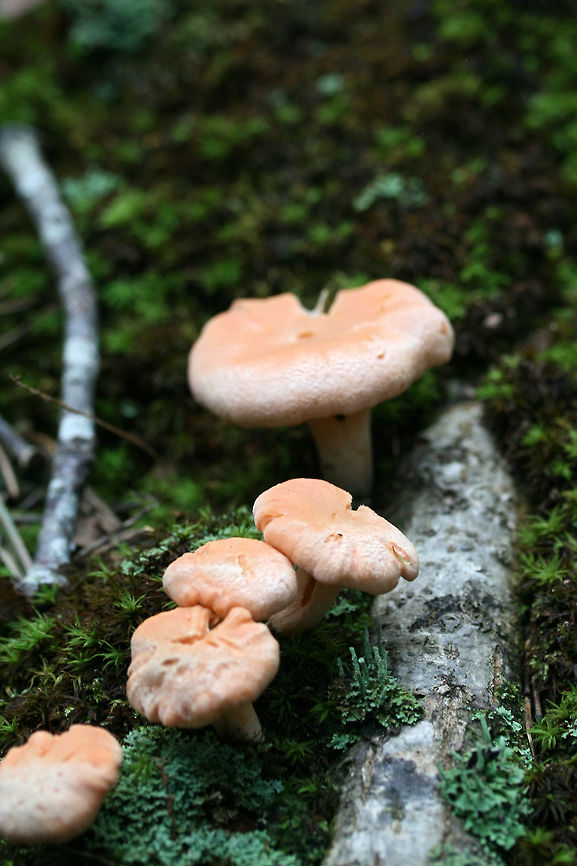 Cantharellus velutinus (Pink variant) Growing in moss beneath oaks in a dense mixed hardwood/coniferous forest.<br />
<figure class="photo"><a href="https://www.jungledragon.com/image/67920/cantharellus_velutinus_pink_variant.html" title="Cantharellus velutinus (Pink variant)"><img src="https://s3.amazonaws.com/media.jungledragon.com/images/3231/67920_thumb.jpg?AWSAccessKeyId=05GMT0V3GWVNE7GGM1R2&Expires=1759968010&Signature=IV5fYhm%2BNBDOY%2BfcZphxXQagDz4%3D" width="200" height="134" alt="Cantharellus velutinus (Pink variant) Growing in moss beneath oaks in a dense mixed hardwood/coniferous forest. Cantharellus velutinus,Geotagged,Summer,United States" /></a></figure><br />
<figure class="photo"><a href="https://www.jungledragon.com/image/67918/cantharellus_velutinus_pink_variant.html" title="Cantharellus velutinus (Pink variant)"><img src="https://s3.amazonaws.com/media.jungledragon.com/images/3231/67918_thumb.jpg?AWSAccessKeyId=05GMT0V3GWVNE7GGM1R2&Expires=1759968010&Signature=orSTEjSC1JvtMnwQLTNv12P27ZI%3D" width="200" height="134" alt="Cantharellus velutinus (Pink variant) Growing in moss beneath oaks in a dense mixed hardwood/coniferous forest.<br />
https://www.jungledragon.com/image/67920/cantharellus_velutinus_pink_variant.html<br />
https://www.jungledragon.com/image/67917/cantharellus_velutinus_pink_variant.html<br />
https://www.jungledragon.com/image/67919/cantharellus_velutinus_pink_variant.html Cantharellus velutinus,Geotagged,Summer,United States" /></a></figure><br />
<figure class="photo"><a href="https://www.jungledragon.com/image/67919/cantharellus_velutinus_pink_variant.html" title="Cantharellus velutinus (Pink variant)"><img src="https://s3.amazonaws.com/media.jungledragon.com/images/3231/67919_thumb.jpg?AWSAccessKeyId=05GMT0V3GWVNE7GGM1R2&Expires=1759968010&Signature=G3zSbwoVGNavyIqtpFWuFUOpAUs%3D" width="200" height="134" alt="Cantharellus velutinus (Pink variant) Growing in moss beneath oaks in a dense mixed hardwood/coniferous forest.<br />
https://www.jungledragon.com/image/67920/cantharellus_velutinus_pink_variant.html<br />
https://www.jungledragon.com/image/67918/cantharellus_velutinus_pink_variant.html<br />
https://www.jungledragon.com/image/67917/cantharellus_velutinus_pink_variant.html Cantharellus velutinus,Geotagged,Summer,United States" /></a></figure> Cantharellus velutinus,Geotagged,Summer,United States