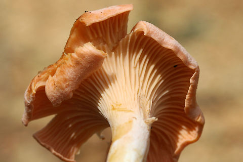 Cantharellus velutinus (Pink variant) Growing in moss beneath oaks in a dense mixed hardwood/coniferous forest.
https://www.jungledragon.com/image/67920/cantharellus_velutinus_pink_variant.html
https://www.jungledragon.com/image/67917/cantharellus_velutinus_pink_variant.html
https://www.jungledragon.com/image/67919/cantharellus_velutinus_pink_variant.html Cantharellus velutinus,Geotagged,Summer,United States