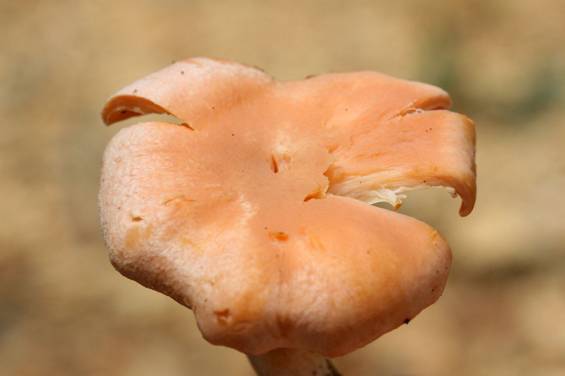 Cantharellus velutinus (Pink variant) Growing in moss beneath oaks in a dense mixed hardwood/coniferous forest.<br />
<figure class="photo"><a href="https://www.jungledragon.com/image/67920/cantharellus_velutinus_pink_variant.html" title="Cantharellus velutinus (Pink variant)"><img src="https://s3.amazonaws.com/media.jungledragon.com/images/3231/67920_thumb.jpg?AWSAccessKeyId=05GMT0V3GWVNE7GGM1R2&Expires=1759968010&Signature=IV5fYhm%2BNBDOY%2BfcZphxXQagDz4%3D" width="200" height="134" alt="Cantharellus velutinus (Pink variant) Growing in moss beneath oaks in a dense mixed hardwood/coniferous forest. Cantharellus velutinus,Geotagged,Summer,United States" /></a></figure><br />
<figure class="photo"><a href="https://www.jungledragon.com/image/67918/cantharellus_velutinus_pink_variant.html" title="Cantharellus velutinus (Pink variant)"><img src="https://s3.amazonaws.com/media.jungledragon.com/images/3231/67918_thumb.jpg?AWSAccessKeyId=05GMT0V3GWVNE7GGM1R2&Expires=1759968010&Signature=orSTEjSC1JvtMnwQLTNv12P27ZI%3D" width="200" height="134" alt="Cantharellus velutinus (Pink variant) Growing in moss beneath oaks in a dense mixed hardwood/coniferous forest.<br />
https://www.jungledragon.com/image/67920/cantharellus_velutinus_pink_variant.html<br />
https://www.jungledragon.com/image/67917/cantharellus_velutinus_pink_variant.html<br />
https://www.jungledragon.com/image/67919/cantharellus_velutinus_pink_variant.html Cantharellus velutinus,Geotagged,Summer,United States" /></a></figure><br />
<figure class="photo"><a href="https://www.jungledragon.com/image/67917/cantharellus_velutinus_pink_variant.html" title="Cantharellus velutinus (Pink variant)"><img src="https://s3.amazonaws.com/media.jungledragon.com/images/3231/67917_thumb.jpg?AWSAccessKeyId=05GMT0V3GWVNE7GGM1R2&Expires=1759968010&Signature=adpQ8T384nGhq0Y9lphGslbuxXg%3D" width="102" height="152" alt="Cantharellus velutinus (Pink variant) Growing in moss beneath oaks in a dense mixed hardwood/coniferous forest.<br />
https://www.jungledragon.com/image/67920/cantharellus_velutinus_pink_variant.html<br />
https://www.jungledragon.com/image/67918/cantharellus_velutinus_pink_variant.html<br />
https://www.jungledragon.com/image/67919/cantharellus_velutinus_pink_variant.html Cantharellus velutinus,Geotagged,Summer,United States" /></a></figure> Cantharellus velutinus,Geotagged,Summer,United States