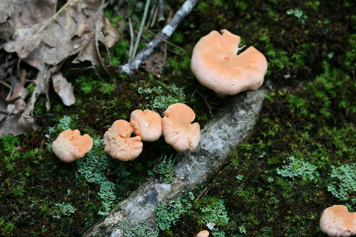 Cantharellus velutinus (Pink variant) Growing in moss beneath oaks in a dense mixed hardwood/coniferous forest. Cantharellus velutinus,Geotagged,Summer,United States