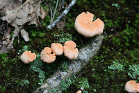 Cantharellus velutinus (Pink variant) Growing in moss beneath oaks in a dense mixed hardwood/coniferous forest. Cantharellus velutinus,Geotagged,Summer,United States