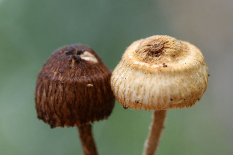 Zoned crinipellis (Crinipellis zonata) Growing in a dense mixed hardwood/coniferous forest.
https://www.jungledragon.com/image/67925/zoned_crinipellis_crinipellis_zonata.html Crinipellis zonata,Geotagged,Summer,United States,Zoned Crinipellis