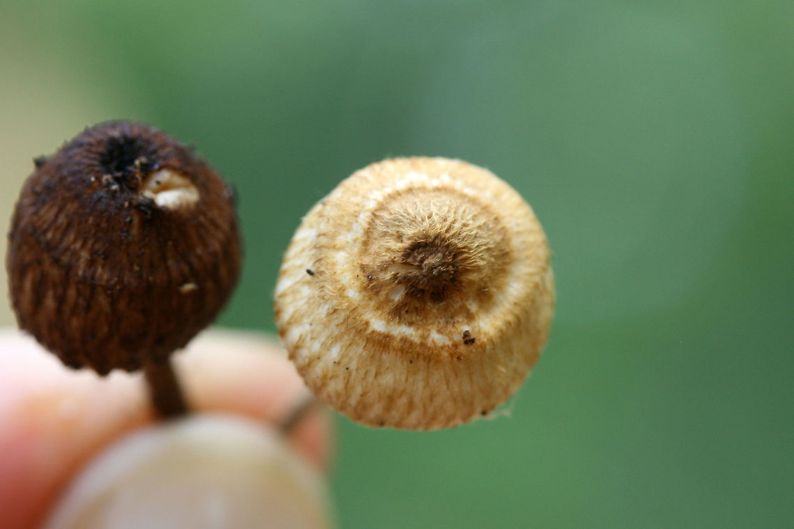Zoned crinipellis (Crinipellis zonata) Growing in a dense mixed hardwood/coniferous forest.<br />
<figure class="photo"><a href="https://www.jungledragon.com/image/67924/zoned_crinipellis_crinipellis_zonata.html" title="Zoned crinipellis (Crinipellis zonata)"><img src="https://s3.amazonaws.com/media.jungledragon.com/images/3231/67924_thumb.jpg?AWSAccessKeyId=05GMT0V3GWVNE7GGM1R2&Expires=1759968010&Signature=Fs04WojIFMYbVWheomXPpkfeuMs%3D" width="200" height="134" alt="Zoned crinipellis (Crinipellis zonata) Growing in a dense mixed hardwood/coniferous forest.<br />
https://www.jungledragon.com/image/67925/zoned_crinipellis_crinipellis_zonata.html Crinipellis zonata,Geotagged,Summer,United States,Zoned Crinipellis" /></a></figure> Crinipellis zonata,Geotagged,Summer,United States,Zoned Crinipellis