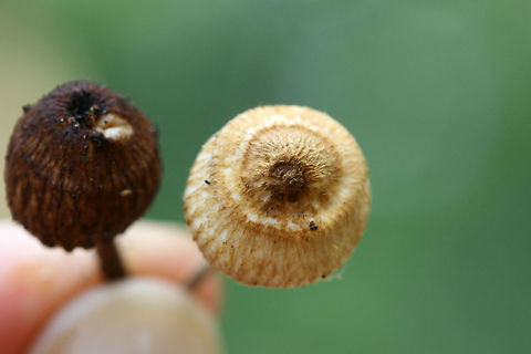 Zoned crinipellis (Crinipellis zonata) Growing in a dense mixed hardwood/coniferous forest.
https://www.jungledragon.com/image/67924/zoned_crinipellis_crinipellis_zonata.html Crinipellis zonata,Geotagged,Summer,United States,Zoned Crinipellis