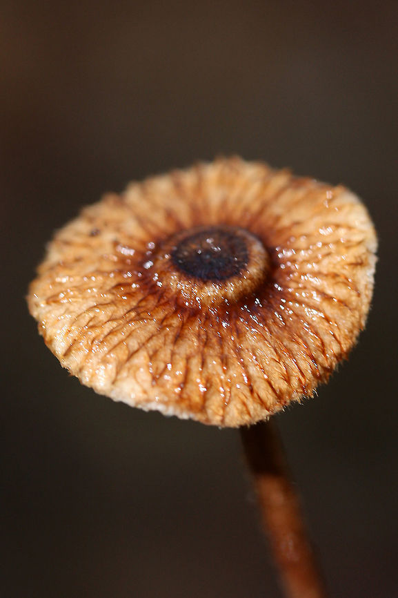 Zoned crinipellis (Crinipellis zonata) Growing below rotting wood (and a resupinate polypore?) in a dense mixed hardwood/coniferous forest.<br />
<figure class="photo"><a href="https://www.jungledragon.com/image/67928/zoned_crinipellis_crinipellis_zonata.html" title="Zoned crinipellis (Crinipellis zonata)"><img src="https://s3.amazonaws.com/media.jungledragon.com/images/3231/67928_thumb.jpg?AWSAccessKeyId=05GMT0V3GWVNE7GGM1R2&Expires=1767225610&Signature=byIAKv3sLfxx0T1VaZQWw7DG9Uk%3D" width="200" height="134" alt="Zoned crinipellis (Crinipellis zonata) Growing below rotting wood (and a resupinate polypore?) in a dense mixed hardwood/coniferous forest.<br />
https://www.jungledragon.com/image/67927/zoned_crinipellis_crinipellis_zonata.html Crinipellis zonata,Fall,Geotagged,United States,Zoned Crinipellis" /></a></figure> Crinipellis zonata,Fall,Geotagged,United States,Zoned Crinipellis