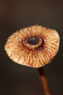 Zoned crinipellis (Crinipellis zonata) Growing below rotting wood (and a resupinate polypore?) in a dense mixed hardwood/coniferous forest.
https://www.jungledragon.com/image/67928/zoned_crinipellis_crinipellis_zonata.html Crinipellis zonata,Fall,Geotagged,United States,Zoned Crinipellis