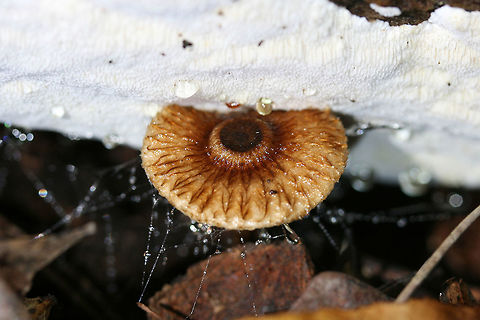 Zoned crinipellis (Crinipellis zonata) Growing below rotting wood (and a resupinate polypore?) in a dense mixed hardwood/coniferous forest.
https://www.jungledragon.com/image/67927/zoned_crinipellis_crinipellis_zonata.html Crinipellis zonata,Fall,Geotagged,United States,Zoned Crinipellis
