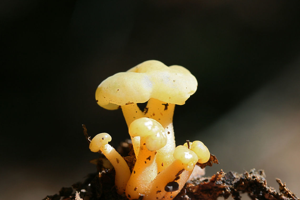 Jelly Babies (Leotia lubrica) Growing below oaks in a dense mixed hardwood/coniferous forest in NW Georgia.<br />
 Geotagged,Jelly baby,Leotia lubrica,Summer,United States