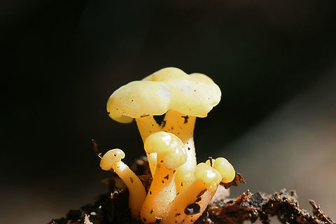 Jelly Babies (Leotia lubrica) Growing below oaks in a dense mixed hardwood/coniferous forest in NW Georgia.
 Geotagged,Jelly baby,Leotia lubrica,Summer,United States