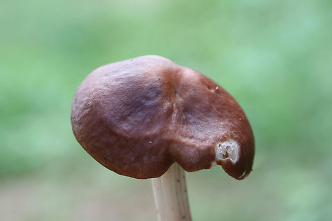 Marasmiellus luxurians Growing in wood chips/mulch in a residential area in Gordon County, Georgia.
https://www.jungledragon.com/image/67964/gymnopus_luxurians.html
https://www.jungledragon.com/image/67962/gymnopus_luxurians.html
https://www.jungledragon.com/image/67963/gymnopus_luxurians.html Fall,Geotagged,Gymnopus luxurians,Luxury Caps,Marasmiellus luxurians,United States