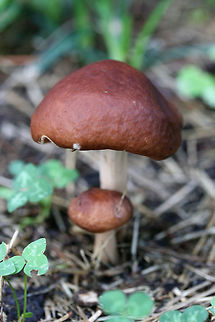 Marasmiellus luxurians Growing in wood chips/mulch in a residential area in Gordon County, Georgia.
https://www.jungledragon.com/image/67964/gymnopus_luxurians.html
https://www.jungledragon.com/image/67963/gymnopus_luxurians.html
https://www.jungledragon.com/image/67961/gymnopus_luxurians.html Fall,Geotagged,Gymnopus luxurians,Luxury Caps,Marasmiellus luxurians,United States