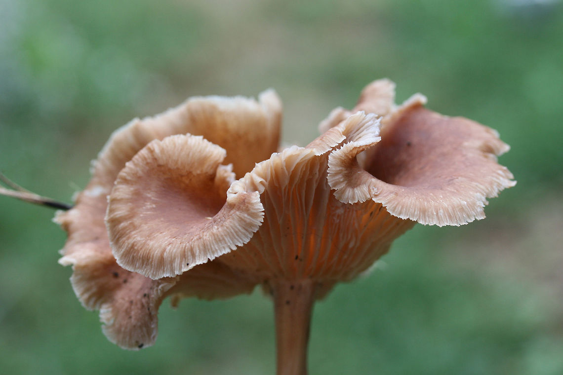Marasmiellus luxurians Growing in wood chips/mulch in a residential area in Gordon County, Georgia.<br />
<figure class="photo"><a href="https://www.jungledragon.com/image/67964/marasmiellus_luxurians.html" title="Marasmiellus luxurians"><img src="https://s3.amazonaws.com/media.jungledragon.com/images/3231/67964_thumb.jpg?AWSAccessKeyId=05GMT0V3GWVNE7GGM1R2&Expires=1763596810&Signature=5aTnEgDKE5M9Mb%2BMVvCKzaalbm8%3D" width="200" height="134" alt="Marasmiellus luxurians Growing in wood chips/mulch in a residential area in Gordon County, Georgia.<br />
https://www.jungledragon.com/image/67963/gymnopus_luxurians.html<br />
https://www.jungledragon.com/image/67962/gymnopus_luxurians.html<br />
https://www.jungledragon.com/image/67961/gymnopus_luxurians.html Fall,Geotagged,Gymnopus luxurians,Luxury Caps,Marasmiellus luxurians,United States" /></a></figure><br />
<figure class="photo"><a href="https://www.jungledragon.com/image/67962/marasmiellus_luxurians.html" title="Marasmiellus luxurians"><img src="https://s3.amazonaws.com/media.jungledragon.com/images/3231/67962_thumb.jpg?AWSAccessKeyId=05GMT0V3GWVNE7GGM1R2&Expires=1763596810&Signature=IKD0asAjTVjlRsQoVFyjqmrMVaM%3D" width="102" height="152" alt="Marasmiellus luxurians Growing in wood chips/mulch in a residential area in Gordon County, Georgia.<br />
https://www.jungledragon.com/image/67964/gymnopus_luxurians.html<br />
https://www.jungledragon.com/image/67963/gymnopus_luxurians.html<br />
https://www.jungledragon.com/image/67961/gymnopus_luxurians.html Fall,Geotagged,Gymnopus luxurians,Luxury Caps,Marasmiellus luxurians,United States" /></a></figure><br />
<figure class="photo"><a href="https://www.jungledragon.com/image/67961/marasmiellus_luxurians.html" title="Marasmiellus luxurians"><img src="https://s3.amazonaws.com/media.jungledragon.com/images/3231/67961_thumb.jpg?AWSAccessKeyId=05GMT0V3GWVNE7GGM1R2&Expires=1763596810&Signature=iNfUcLgtueuAJrkEdp5ZXo4wgAI%3D" width="200" height="134" alt="Marasmiellus luxurians Growing in wood chips/mulch in a residential area in Gordon County, Georgia.<br />
https://www.jungledragon.com/image/67964/gymnopus_luxurians.html<br />
https://www.jungledragon.com/image/67962/gymnopus_luxurians.html<br />
https://www.jungledragon.com/image/67963/gymnopus_luxurians.html Fall,Geotagged,Gymnopus luxurians,Luxury Caps,Marasmiellus luxurians,United States" /></a></figure> Fall,Geotagged,Gymnopus luxurians,Luxury Caps,Marasmiellus luxurians,United States