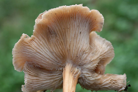 Marasmiellus luxurians Growing in wood chips/mulch in a residential area in Gordon County, Georgia.
https://www.jungledragon.com/image/67963/gymnopus_luxurians.html
https://www.jungledragon.com/image/67962/gymnopus_luxurians.html
https://www.jungledragon.com/image/67961/gymnopus_luxurians.html Fall,Geotagged,Gymnopus luxurians,Luxury Caps,Marasmiellus luxurians,United States