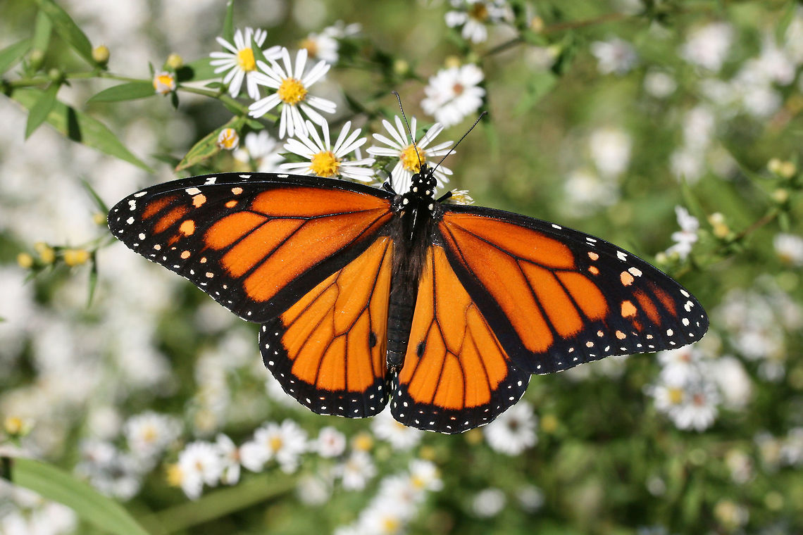 Monarch Butterfly (Danaus plexippus) On Symphotrichium sp. in an overgrown backyard habitat.<br />
<figure class="photo"><a href="https://www.jungledragon.com/image/67966/monarch_butterfly_danaus_plexippus.html" title="Monarch Butterfly (Danaus plexippus)"><img src="https://s3.amazonaws.com/media.jungledragon.com/images/3231/67966_thumb.jpg?AWSAccessKeyId=05GMT0V3GWVNE7GGM1R2&Expires=1763596810&Signature=iO837nxwbtxPc1OXmArHJMnvYpc%3D" width="200" height="134" alt="Monarch Butterfly (Danaus plexippus) On Symphotrichium sp. in an overgrown backyard habitat.<br />
https://www.jungledragon.com/image/67965/monarch_butterfly_danaus_plexippus.html Danaus plexippus,Fall,Geotagged,Monarch butterfly,United States" /></a></figure> Danaus plexippus,Fall,Geotagged,Monarch butterfly,United States