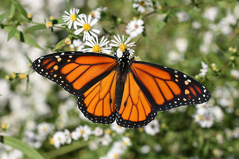 Monarch Butterfly (Danaus plexippus) On Symphotrichium sp. in an overgrown backyard habitat.
https://www.jungledragon.com/image/67966/monarch_butterfly_danaus_plexippus.html Danaus plexippus,Fall,Geotagged,Monarch butterfly,United States