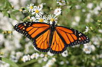 Monarch Butterfly (Danaus plexippus) On Symphotrichium sp. in an overgrown backyard habitat.<br />
https://www.jungledragon.com/image/67966/monarch_butterfly_danaus_plexippus.html Danaus plexippus,Fall,Geotagged,Monarch butterfly,United States