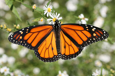 Monarch Butterfly (Danaus plexippus) On Symphotrichium sp. in an overgrown backyard habitat.
https://www.jungledragon.com/image/67965/monarch_butterfly_danaus_plexippus.html Danaus plexippus,Fall,Geotagged,Monarch butterfly,United States