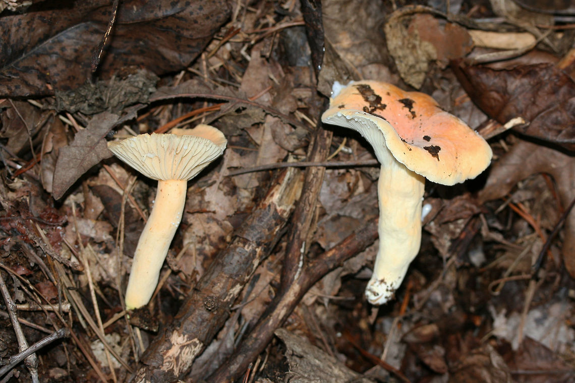 Lactifluus hygrophoroides? Growing in deep leaf litter at the base of a ridge (below oaks and hickories) in a dense mixed hardwood/coniferous forest. Gordon County, GA, US. October 17, 2018.<br />
<br />
The closest I'm getting is Lactifluus hygrophoroides, but I'm not entirely sure...Any help you guys can provide would be most appreciated!<br />
<br />
Flavor/odor: Mild, faintly sweet. Pleasant.<br />
Latex: White (not changing on air contact). Stains gills lavender (and eventually burgundy/dark rust) after a while. <br />
KOH on cap surface: pale mint green<br />
<figure class="photo"><a href="https://www.jungledragon.com/image/68000/lactifluus_hygrophoroides.html" title="Lactifluus hygrophoroides?"><img src="https://s3.amazonaws.com/media.jungledragon.com/images/3231/68000_thumb.jpg?AWSAccessKeyId=05GMT0V3GWVNE7GGM1R2&Expires=1759968010&Signature=ZRi54hKIHyy8NtB4%2F9gN6Wlm63s%3D" width="200" height="134" alt="Lactifluus hygrophoroides? Growing in deep leaf litter at the base of a ridge (below oaks and hickories) in a dense mixed hardwood/coniferous forest. Gordon County, GA, US. October 17, 2018.<br />
<br />
The closest I'm getting is Lactifluus hygrophoroides, but I'm not entirely sure...Any help you guys can provide would be most appreciated!<br />
<br />
Flavor/odor: Mild, faintly sweet. Pleasant.<br />
Latex: White (not changing on air contact). Stains gills lavender (and eventually burgundy/dark rust) after a while. <br />
KOH on cap surface: pale mint green<br />
https://www.jungledragon.com/image/67997/lactifluus_hygrophoroides.html<br />
https://www.jungledragon.com/image/67998/lactifluus_hygrophoroides.html<br />
https://www.jungledragon.com/image/67999/lactifluus_hygrophoroides.html Fall,Geotagged,Lactifluus hygrophoroides,United States" /></a></figure><br />
<figure class="photo"><a href="https://www.jungledragon.com/image/67998/lactifluus_hygrophoroides.html" title="Lactifluus hygrophoroides?"><img src="https://s3.amazonaws.com/media.jungledragon.com/images/3231/67998_thumb.jpg?AWSAccessKeyId=05GMT0V3GWVNE7GGM1R2&Expires=1759968010&Signature=zcwuEOP602NJgpX8NWj8TrZcKbY%3D" width="102" height="152" alt="Lactifluus hygrophoroides? Growing in deep leaf litter at the base of a ridge (below oaks and hickories) in a dense mixed hardwood/coniferous forest. Gordon County, GA, US. October 17, 2018.<br />
<br />
The closest I'm getting is Lactifluus hygrophoroides, but I'm not entirely sure...Any help you guys can provide would be most appreciated!<br />
<br />
Flavor/odor: Mild, faintly sweet. Pleasant.<br />
Latex: White (not changing on air contact). Stains gills lavender (and eventually burgundy/dark rust) after a while. <br />
KOH on cap surface: pale mint green<br />
https://www.jungledragon.com/image/68000/lactifluus_hygrophoroides.html<br />
https://www.jungledragon.com/image/67997/lactifluus_hygrophoroides.html<br />
https://www.jungledragon.com/image/67999/lactifluus_hygrophoroides.html Fall,Geotagged,Lactifluus hygrophoroides,United States" /></a></figure><br />
<figure class="photo"><a href="https://www.jungledragon.com/image/67999/lactifluus_hygrophoroides.html" title="Lactifluus hygrophoroides?"><img src="https://s3.amazonaws.com/media.jungledragon.com/images/3231/67999_thumb.jpg?AWSAccessKeyId=05GMT0V3GWVNE7GGM1R2&Expires=1759968010&Signature=UdQea30FhUAQI0Z%2BBGOmwQU%2F498%3D" width="200" height="134" alt="Lactifluus hygrophoroides? Growing in deep leaf litter at the base of a ridge (below oaks and hickories) in a dense mixed hardwood/coniferous forest. Gordon County, GA, US. October 17, 2018.<br />
<br />
The closest I'm getting is Lactifluus hygrophoroides, but I'm not entirely sure...Any help you guys can provide would be most appreciated!<br />
<br />
Flavor/odor: Mild, faintly sweet. Pleasant.<br />
Latex: White (not changing on air contact). Stains gills lavender (and eventually burgundy/dark rust) after a while. <br />
KOH on cap surface: pale mint green<br />
https://www.jungledragon.com/image/68000/lactifluus_hygrophoroides.html<br />
https://www.jungledragon.com/image/67998/lactifluus_hygrophoroides.html<br />
https://www.jungledragon.com/image/67997/lactifluus_hygrophoroides.html Fall,Geotagged,Lactifluus hygrophoroides,United States" /></a></figure> Fall,Geotagged,Lactifluus hygrophoroides,United States