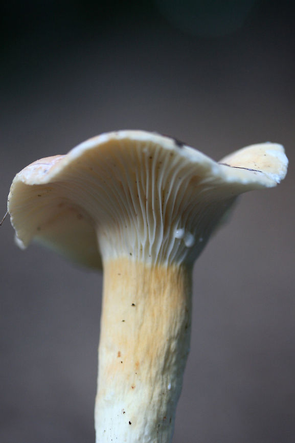 Lactifluus hygrophoroides? Growing in deep leaf litter at the base of a ridge (below oaks and hickories) in a dense mixed hardwood/coniferous forest. Gordon County, GA, US. October 17, 2018.<br />
<br />
The closest I&#039;m getting is Lactifluus hygrophoroides, but I&#039;m not entirely sure...Any help you guys can provide would be most appreciated!<br />
<br />
Flavor/odor: Mild, faintly sweet. Pleasant.<br />
Latex: White (not changing on air contact). Stains gills lavender (and eventually burgundy/dark rust) after a while. <br />
KOH on cap surface: pale mint green<br />
<figure class="photo"><a href="https://www.jungledragon.com/image/68000/lactifluus_hygrophoroides.html" title="Lactifluus hygrophoroides?"><img src="https://s3.amazonaws.com/media.jungledragon.com/images/3231/68000_thumb.jpg?AWSAccessKeyId=05GMT0V3GWVNE7GGM1R2&Expires=1767225610&Signature=jBLw9t%2Fj7shDVHZi9sNeQJjIRfc%3D" width="200" height="134" alt="Lactifluus hygrophoroides? Growing in deep leaf litter at the base of a ridge (below oaks and hickories) in a dense mixed hardwood/coniferous forest. Gordon County, GA, US. October 17, 2018.<br />
<br />
The closest I&#039;m getting is Lactifluus hygrophoroides, but I&#039;m not entirely sure...Any help you guys can provide would be most appreciated!<br />
<br />
Flavor/odor: Mild, faintly sweet. Pleasant.<br />
Latex: White (not changing on air contact). Stains gills lavender (and eventually burgundy/dark rust) after a while. <br />
KOH on cap surface: pale mint green<br />
https://www.jungledragon.com/image/67997/lactifluus_hygrophoroides.html<br />
https://www.jungledragon.com/image/67998/lactifluus_hygrophoroides.html<br />
https://www.jungledragon.com/image/67999/lactifluus_hygrophoroides.html Fall,Geotagged,Lactifluus hygrophoroides,United States" /></a></figure><br />
<figure class="photo"><a href="https://www.jungledragon.com/image/67997/lactifluus_hygrophoroides.html" title="Lactifluus hygrophoroides?"><img src="https://s3.amazonaws.com/media.jungledragon.com/images/3231/67997_thumb.jpg?AWSAccessKeyId=05GMT0V3GWVNE7GGM1R2&Expires=1767225610&Signature=i8O%2BTBfpie%2FQq4JjRQ1gU8Fxt7k%3D" width="200" height="134" alt="Lactifluus hygrophoroides? Growing in deep leaf litter at the base of a ridge (below oaks and hickories) in a dense mixed hardwood/coniferous forest. Gordon County, GA, US. October 17, 2018.<br />
<br />
The closest I&#039;m getting is Lactifluus hygrophoroides, but I&#039;m not entirely sure...Any help you guys can provide would be most appreciated!<br />
<br />
Flavor/odor: Mild, faintly sweet. Pleasant.<br />
Latex: White (not changing on air contact). Stains gills lavender (and eventually burgundy/dark rust) after a while. <br />
KOH on cap surface: pale mint green<br />
https://www.jungledragon.com/image/68000/lactifluus_hygrophoroides.html<br />
https://www.jungledragon.com/image/67998/lactifluus_hygrophoroides.html<br />
https://www.jungledragon.com/image/67999/lactifluus_hygrophoroides.html Fall,Geotagged,Lactifluus hygrophoroides,United States" /></a></figure><br />
<figure class="photo"><a href="https://www.jungledragon.com/image/67999/lactifluus_hygrophoroides.html" title="Lactifluus hygrophoroides?"><img src="https://s3.amazonaws.com/media.jungledragon.com/images/3231/67999_thumb.jpg?AWSAccessKeyId=05GMT0V3GWVNE7GGM1R2&Expires=1767225610&Signature=j3yBaS6Uktm80xh%2FrpejvBuRaxQ%3D" width="200" height="134" alt="Lactifluus hygrophoroides? Growing in deep leaf litter at the base of a ridge (below oaks and hickories) in a dense mixed hardwood/coniferous forest. Gordon County, GA, US. October 17, 2018.<br />
<br />
The closest I&#039;m getting is Lactifluus hygrophoroides, but I&#039;m not entirely sure...Any help you guys can provide would be most appreciated!<br />
<br />
Flavor/odor: Mild, faintly sweet. Pleasant.<br />
Latex: White (not changing on air contact). Stains gills lavender (and eventually burgundy/dark rust) after a while. <br />
KOH on cap surface: pale mint green<br />
https://www.jungledragon.com/image/68000/lactifluus_hygrophoroides.html<br />
https://www.jungledragon.com/image/67998/lactifluus_hygrophoroides.html<br />
https://www.jungledragon.com/image/67997/lactifluus_hygrophoroides.html Fall,Geotagged,Lactifluus hygrophoroides,United States" /></a></figure> Fall,Geotagged,Lactifluus hygrophoroides,United States