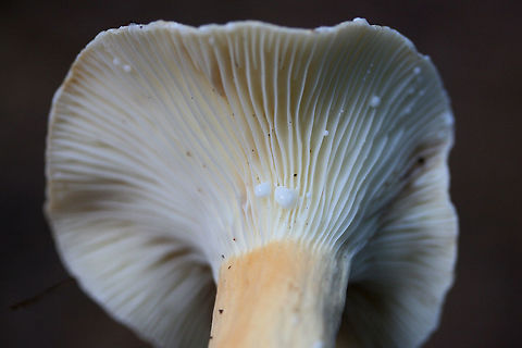Lactifluus hygrophoroides? Growing in deep leaf litter at the base of a ridge (below oaks and hickories) in a dense mixed hardwood/coniferous forest. Gordon County, GA, US. October 17, 2018.

The closest I'm getting is Lactifluus hygrophoroides, but I'm not entirely sure...Any help you guys can provide would be most appreciated!

Flavor/odor: Mild, faintly sweet. Pleasant.
Latex: White (not changing on air contact). Stains gills lavender (and eventually burgundy/dark rust) after a while. 
KOH on cap surface: pale mint green
https://www.jungledragon.com/image/68000/lactifluus_hygrophoroides.html
https://www.jungledragon.com/image/67998/lactifluus_hygrophoroides.html
https://www.jungledragon.com/image/67997/lactifluus_hygrophoroides.html Fall,Geotagged,Lactifluus hygrophoroides,United States