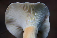 Lactifluus hygrophoroides? Growing in deep leaf litter at the base of a ridge (below oaks and hickories) in a dense mixed hardwood/coniferous forest. Gordon County, GA, US. October 17, 2018.<br />
<br />
The closest I'm getting is Lactifluus hygrophoroides, but I'm not entirely sure...Any help you guys can provide would be most appreciated!<br />
<br />
Flavor/odor: Mild, faintly sweet. Pleasant.<br />
Latex: White (not changing on air contact). Stains gills lavender (and eventually burgundy/dark rust) after a while. <br />
KOH on cap surface: pale mint green<br />
https://www.jungledragon.com/image/68000/lactifluus_hygrophoroides.html<br />
https://www.jungledragon.com/image/67998/lactifluus_hygrophoroides.html<br />
https://www.jungledragon.com/image/67997/lactifluus_hygrophoroides.html Fall,Geotagged,Lactifluus hygrophoroides,United States